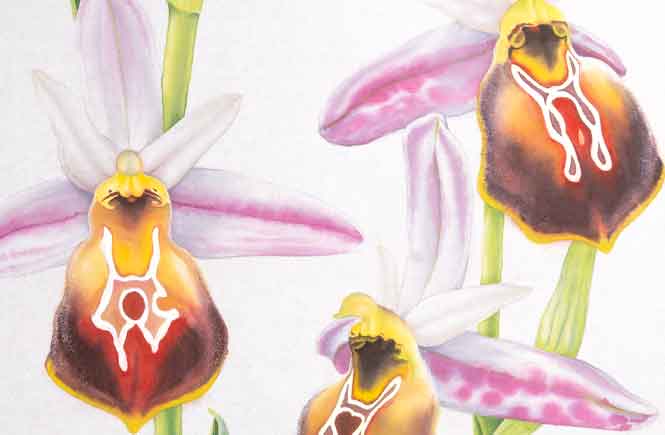 Lycian Orchide Scarves