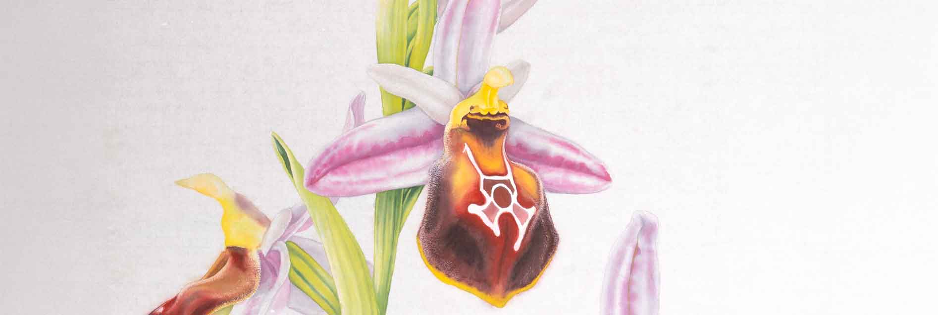 Lycian Orchide Scarves